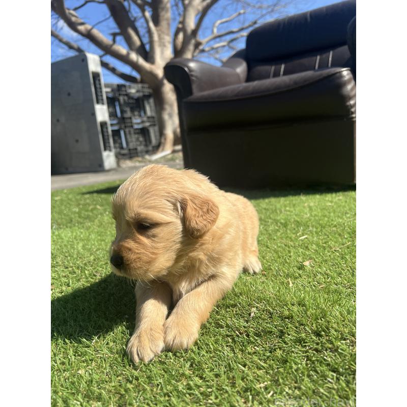 成約済の静岡県のゴールデンレトリーバー-446176の3枚目