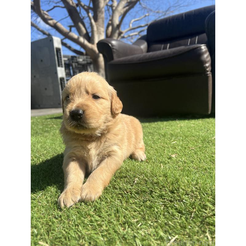 成約済の静岡県のゴールデンレトリーバー-446176の2枚目