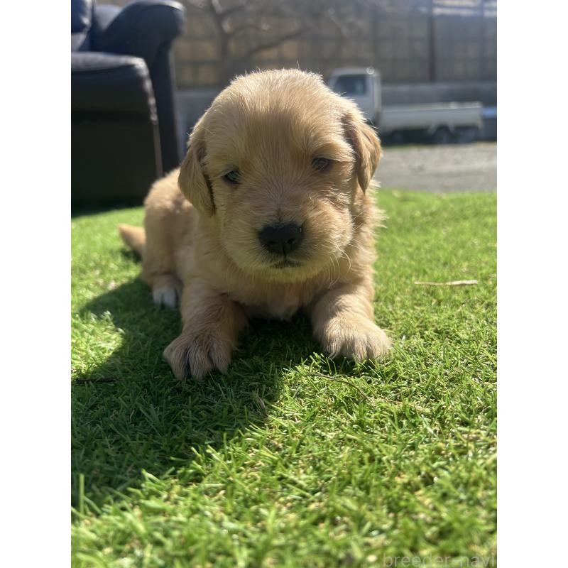 成約済の静岡県のゴールデンレトリーバー-444731の4枚目