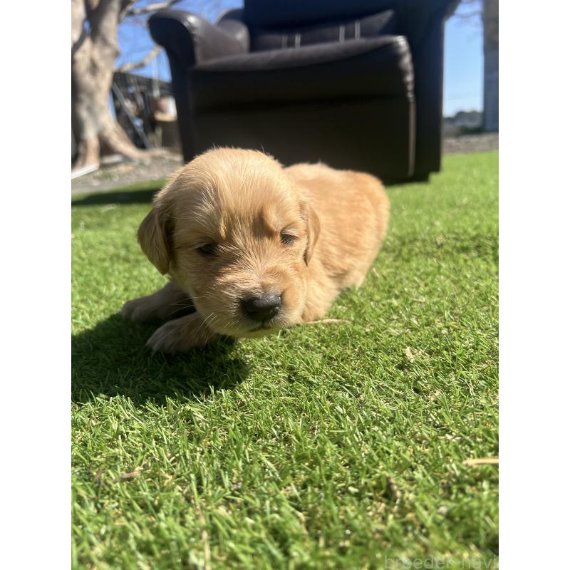 成約済の静岡県のゴールデンレトリーバー-444731の3枚目