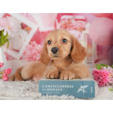 ♀︎ミニチュアダックスフンド(ロングヘアード)