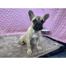 ♀︎フレンチブルドッグ