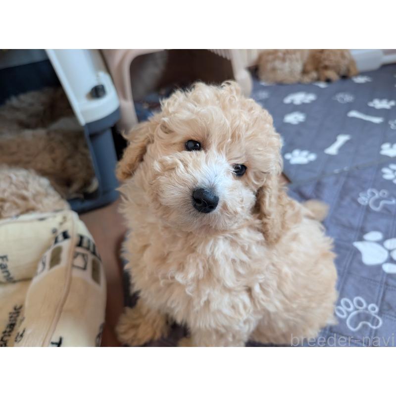 成約済の千葉県のミディアムプードル-442813の3枚目