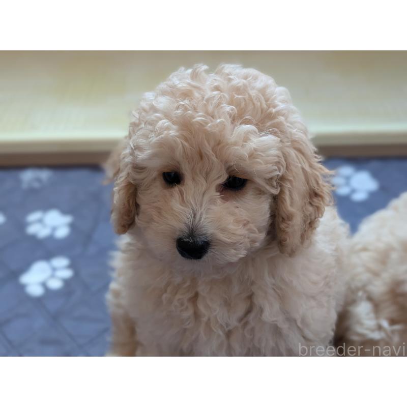 成約済の千葉県のミディアムプードル-442813の2枚目