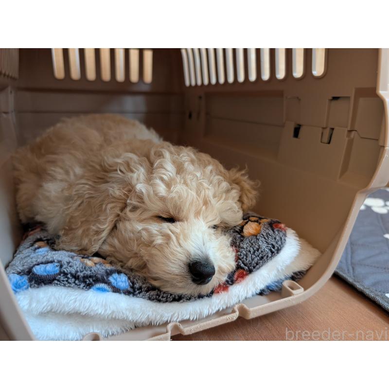 成約済の千葉県のミディアムプードル-444343の4枚目