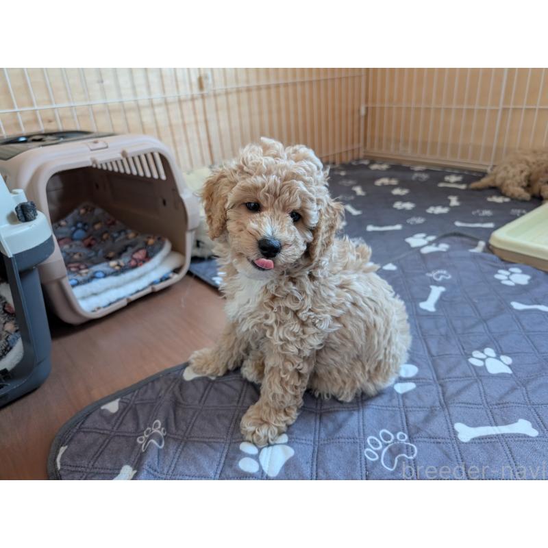 成約済の千葉県のミディアムプードル-444343の2枚目