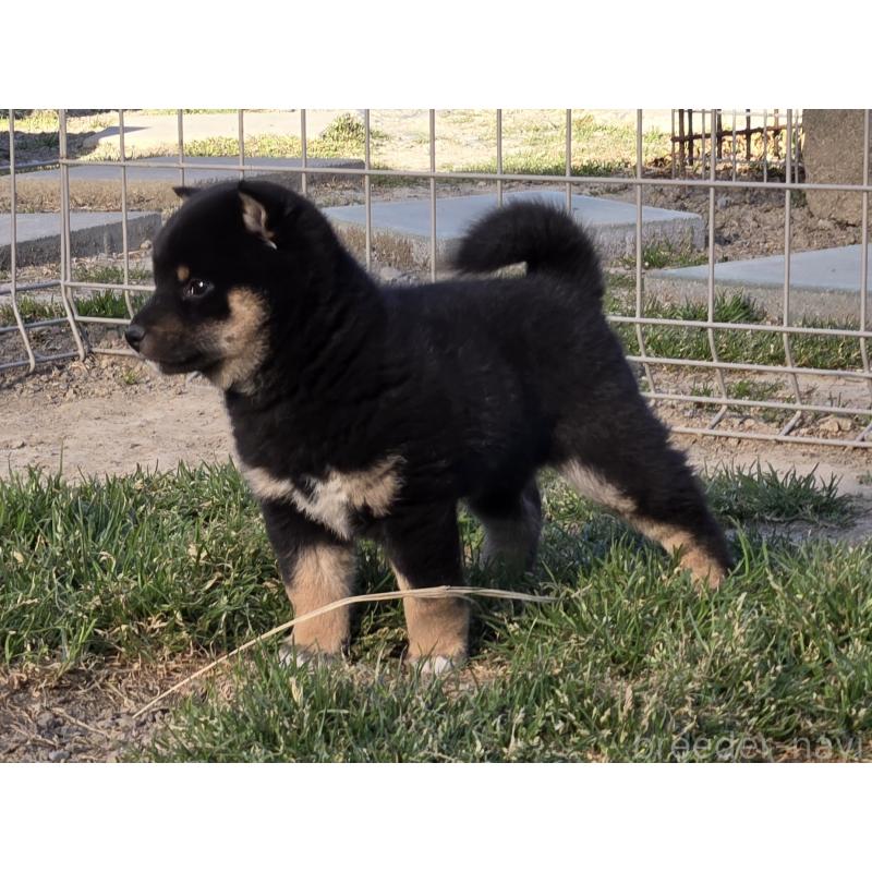 成約済の静岡県の豆柴-444970の7枚目