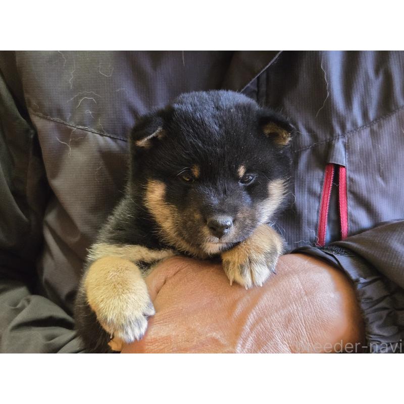 成約済の静岡県の豆柴-444970の6枚目