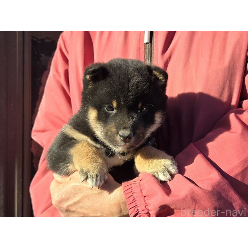 成約済の静岡県の豆柴-444970の5枚目