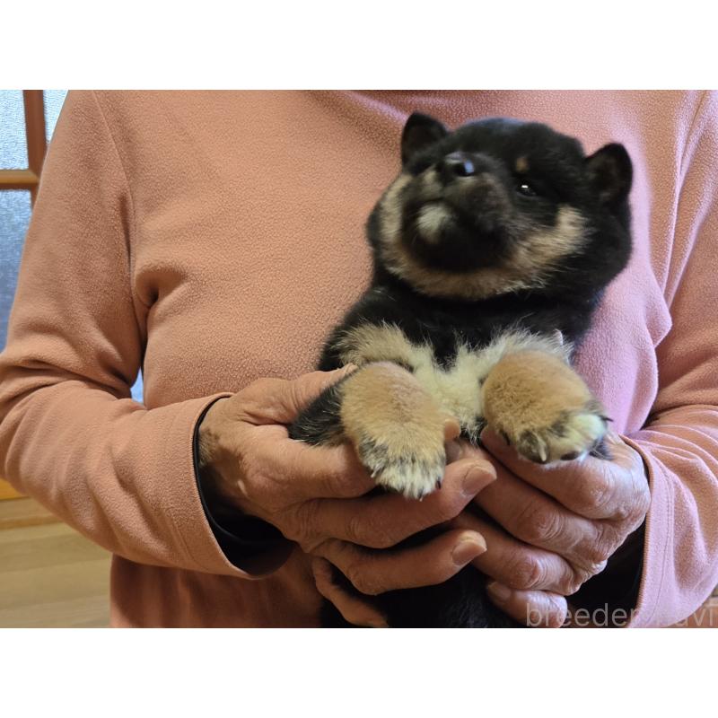 成約済の静岡県の豆柴-444970の4枚目