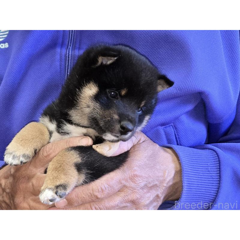 成約済の静岡県の豆柴-444970の3枚目