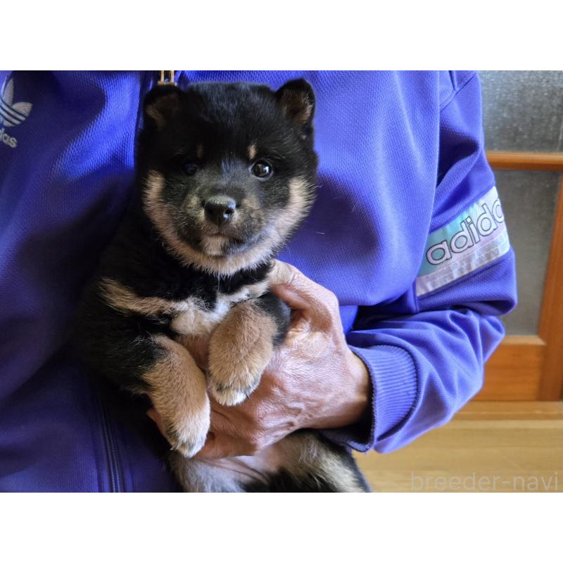 成約済の静岡県の豆柴-444970の2枚目