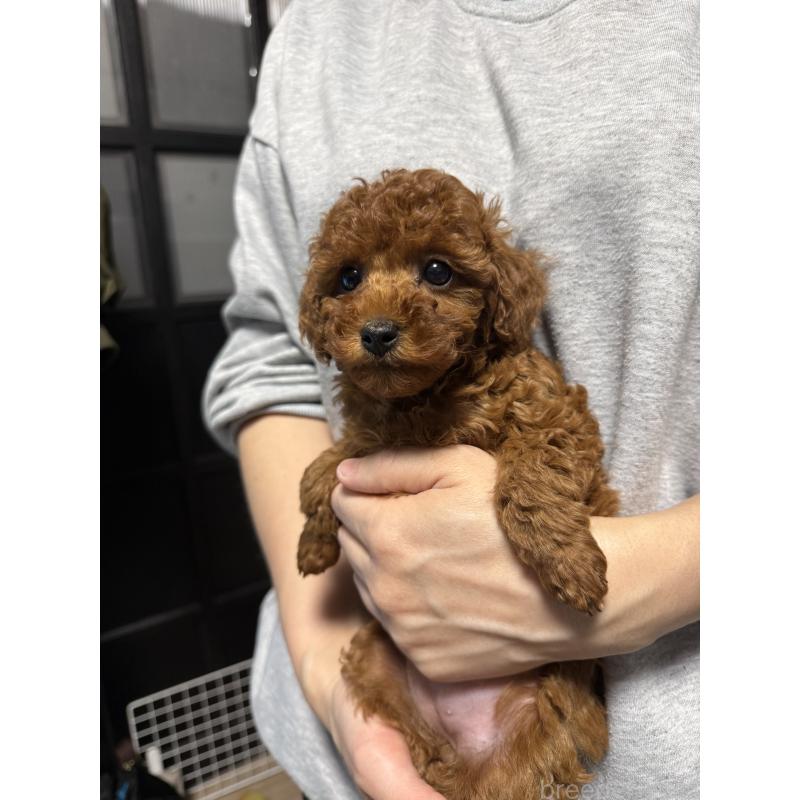 成約済の愛媛県のトイプードル-441486の6枚目