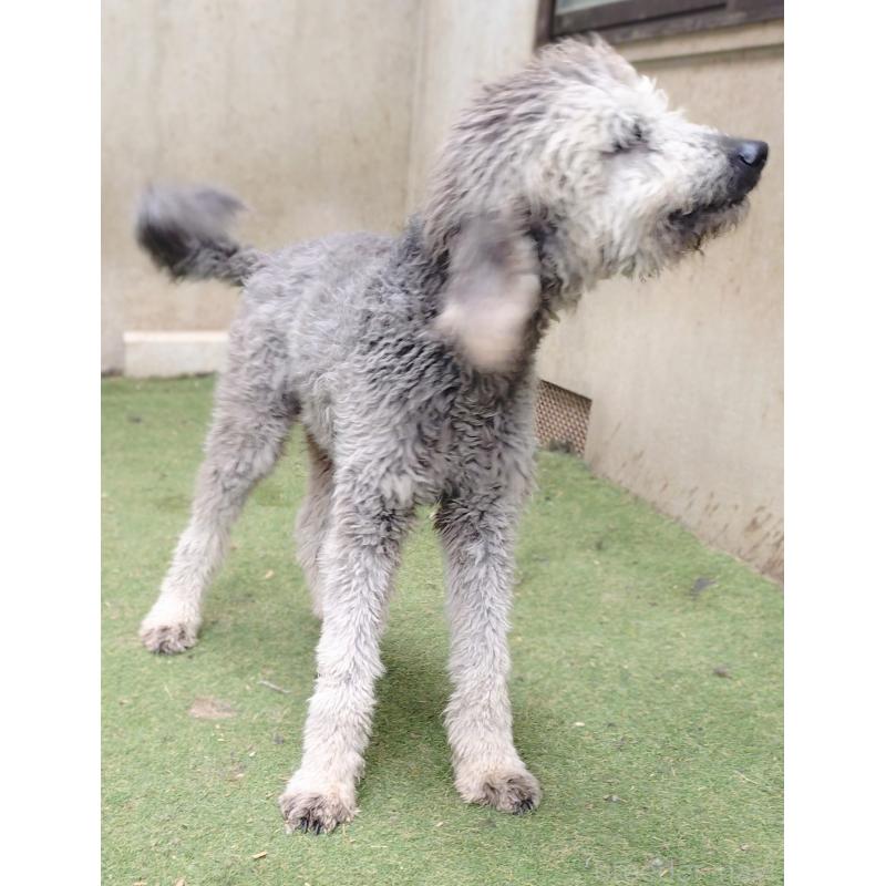 販売中の兵庫県のゴールデンドゥードル:ゴールデンレトリーバー×プードル-390625の2枚目