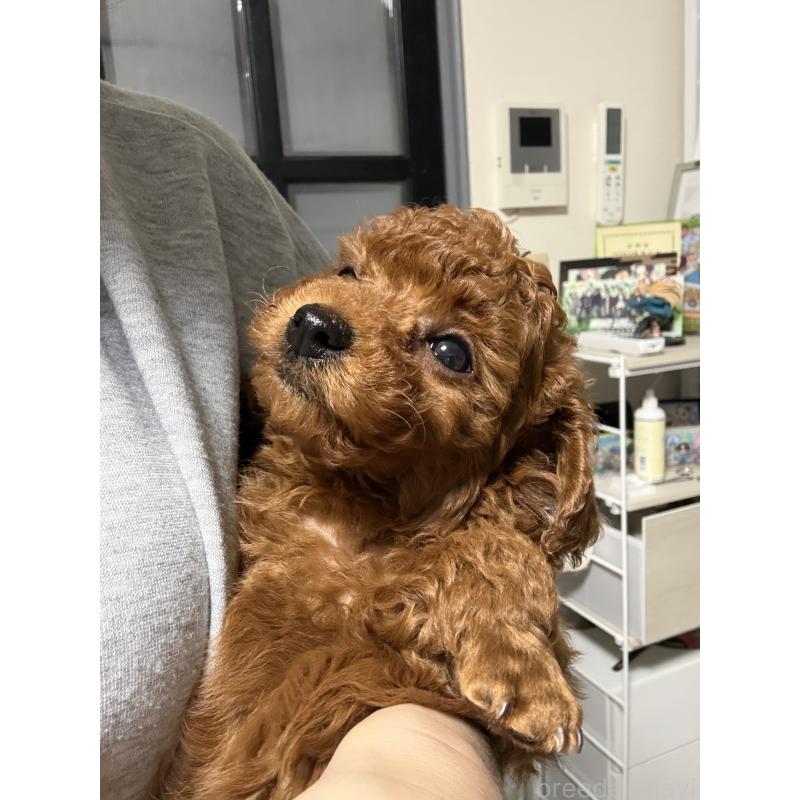 成約済の愛媛県のトイプードル-441486の4枚目