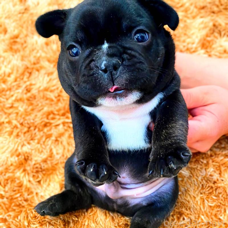 成約済の鹿児島県のフレンチブルドッグ-444363の5枚目