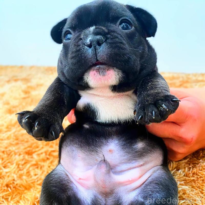 成約済の鹿児島県のフレンチブルドッグ-444363の4枚目