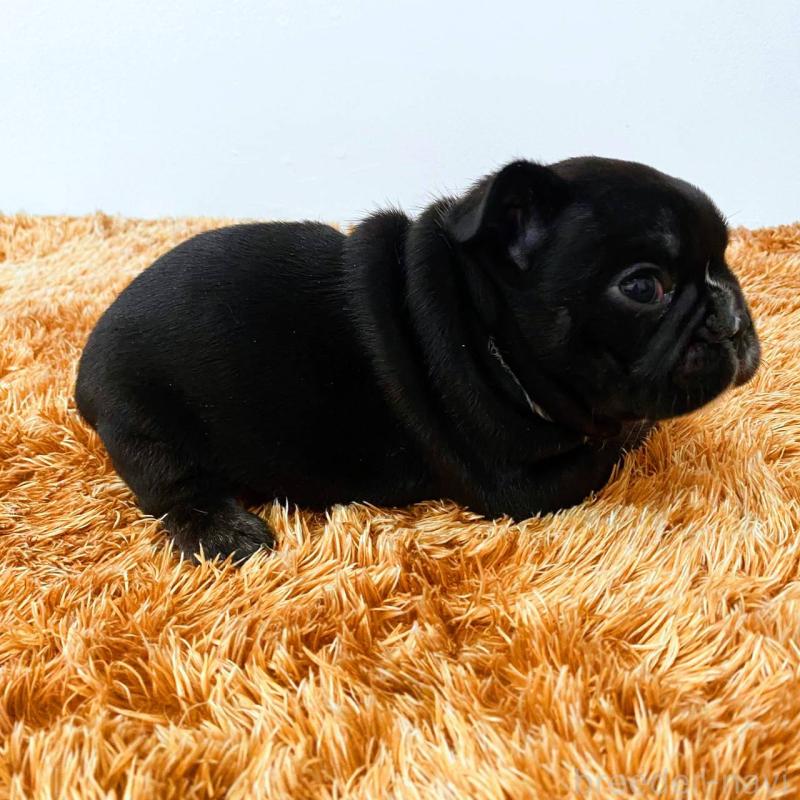 成約済の鹿児島県のフレンチブルドッグ-444363の3枚目