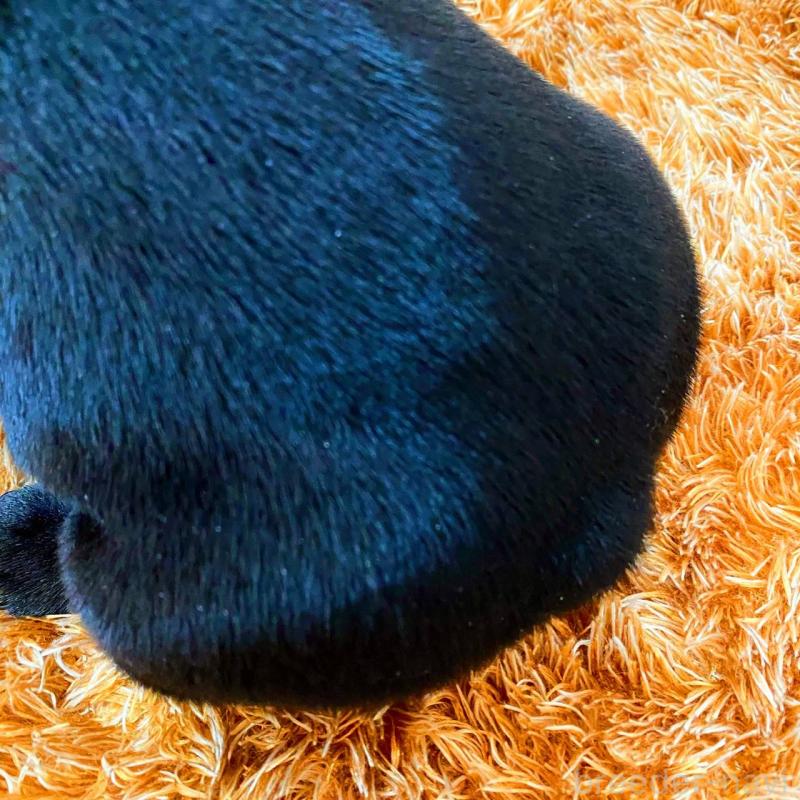 成約済の鹿児島県のフレンチブルドッグ-444363の2枚目