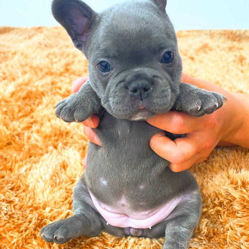 成約済の鹿児島県のフレンチブルドッグ-441647の8枚目