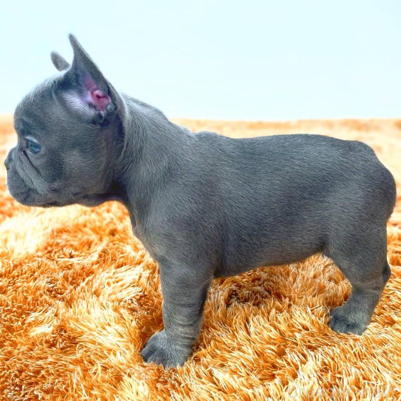 成約済の鹿児島県のフレンチブルドッグ-441647の7枚目