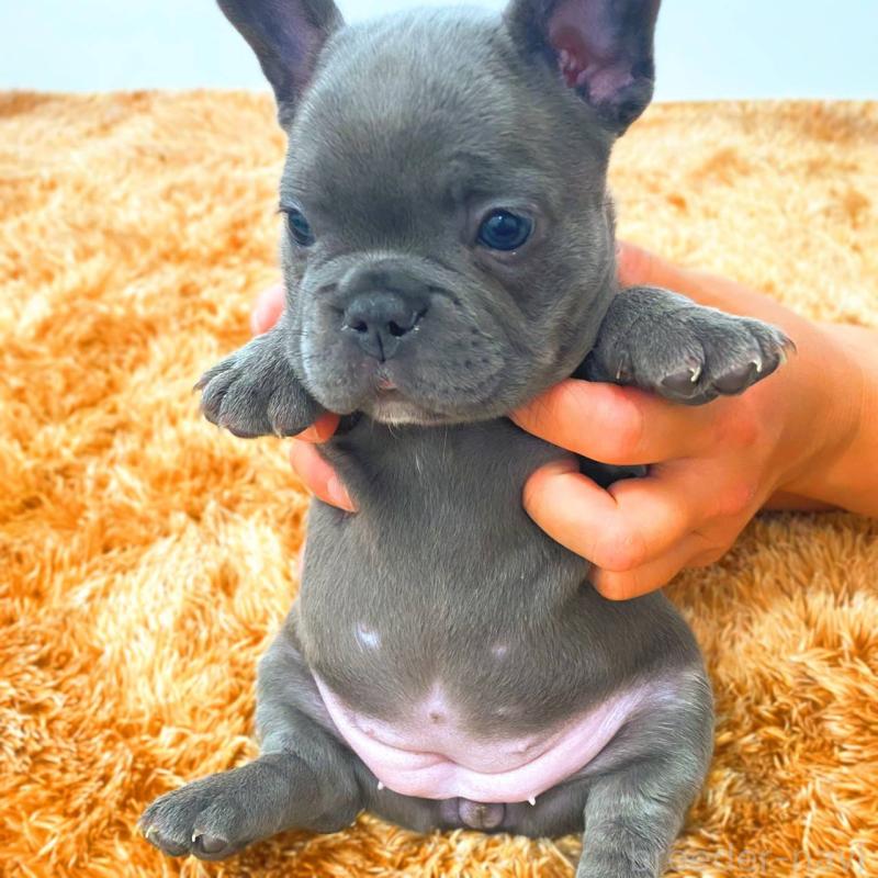 成約済の鹿児島県のフレンチブルドッグ-441647の6枚目