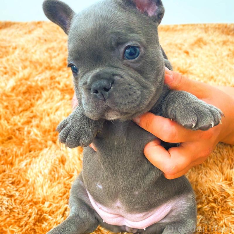 成約済の鹿児島県のフレンチブルドッグ-441647の5枚目