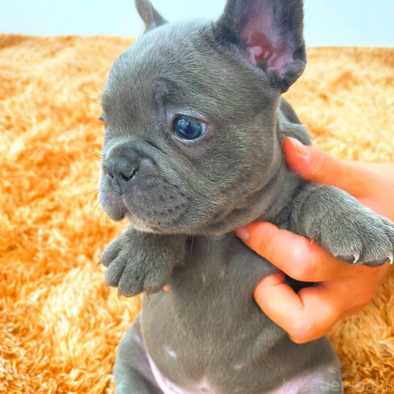 成約済の鹿児島県のフレンチブルドッグ-441647の4枚目