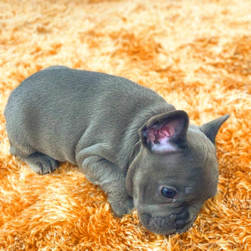 成約済の鹿児島県のフレンチブルドッグ-441647の3枚目