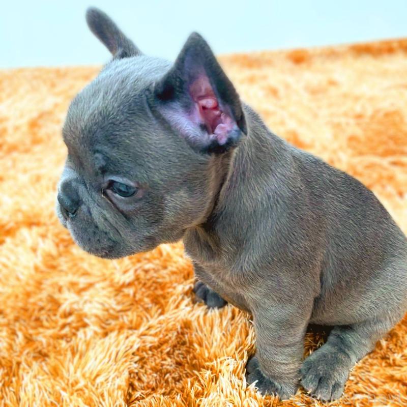 成約済の鹿児島県のフレンチブルドッグ-441647の2枚目