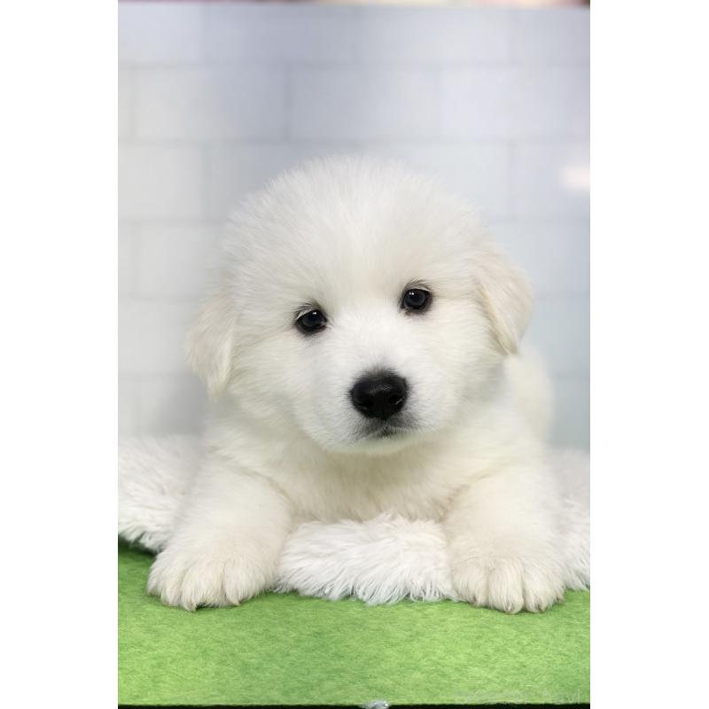 成約済の千葉県のグレートピレニーズ-443924の2枚目