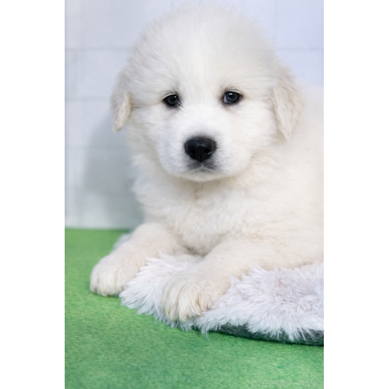 成約済の千葉県のグレートピレニーズ-443926の2枚目