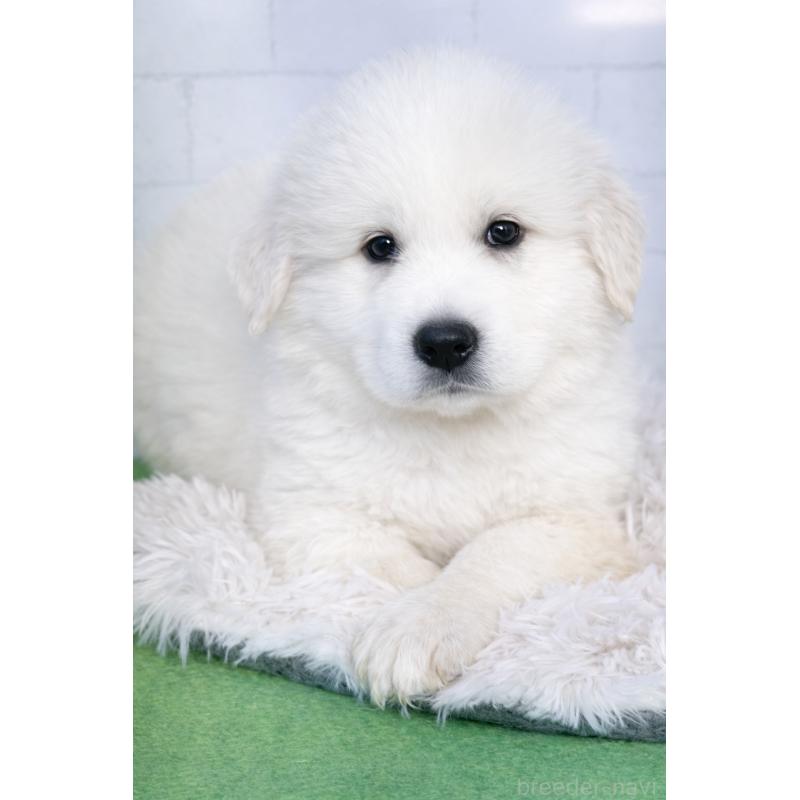 成約済の千葉県のグレートピレニーズ-443923の2枚目