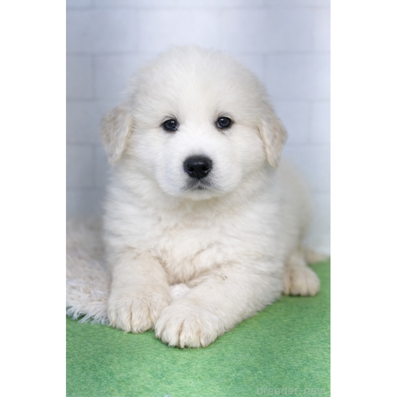 成約済の千葉県のグレートピレニーズ-443922の2枚目