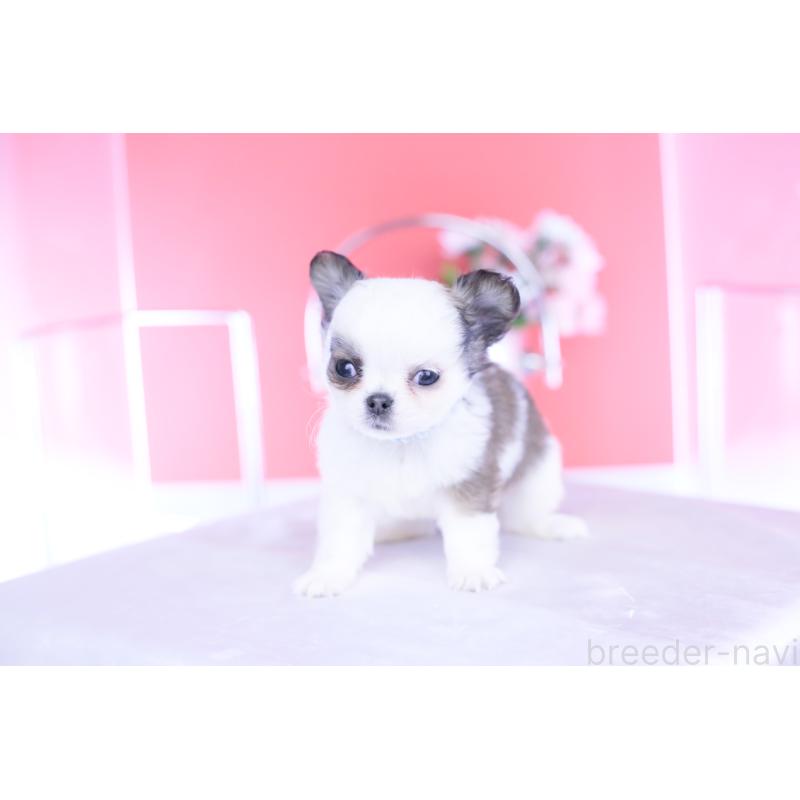 成約済の愛知県のチワワ(ロングコート)-444693の13枚目