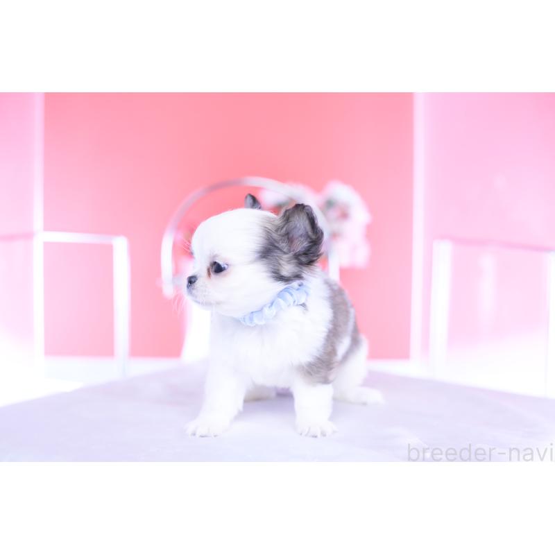 成約済の愛知県のチワワ(ロングコート)-444693の12枚目