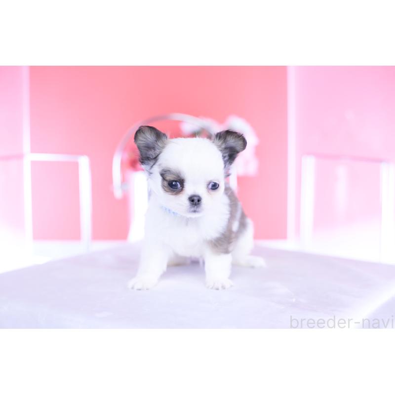 成約済の愛知県のチワワ(ロングコート)-444693の11枚目