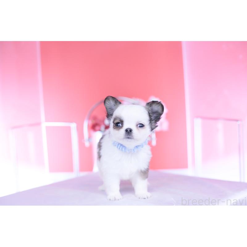 成約済の愛知県のチワワ(ロングコート)-444693の7枚目