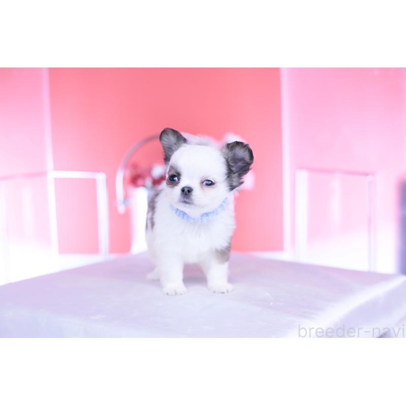 成約済の愛知県のチワワ(ロングコート)-444693の6枚目