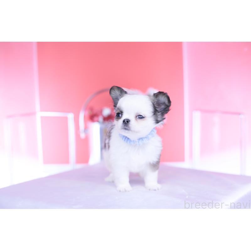 成約済の愛知県のチワワ(ロングコート)-444693の5枚目