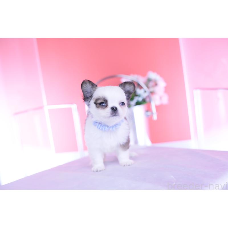 成約済の愛知県のチワワ(ロングコート)-444693の4枚目