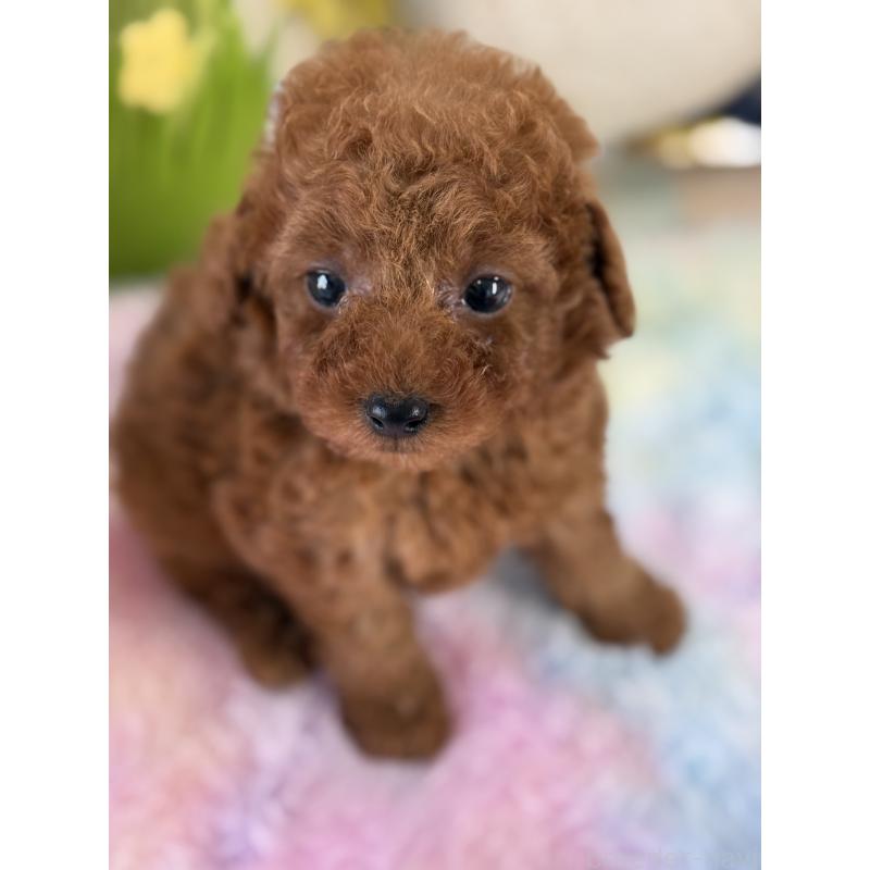 成約済の宮崎県のタイニープードル-446222の3枚目