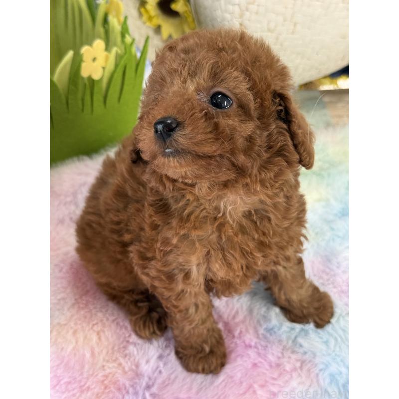 成約済の宮崎県のタイニープードル-446222の2枚目