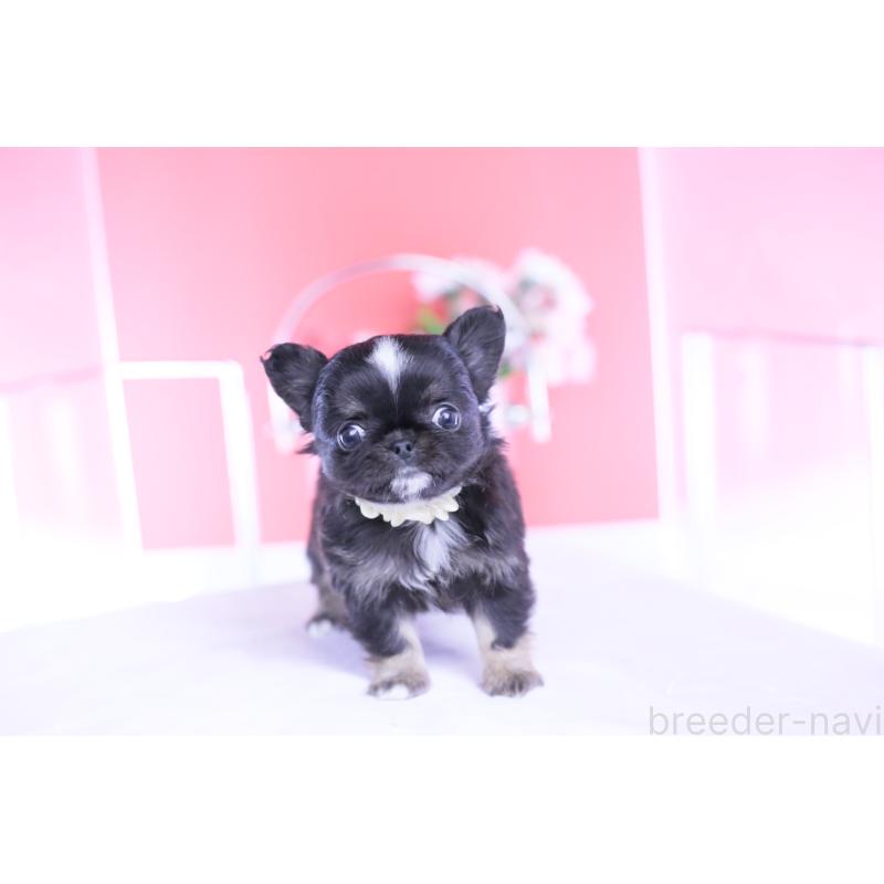 成約済の愛知県のチワワ(ロングコート)-444689の9枚目