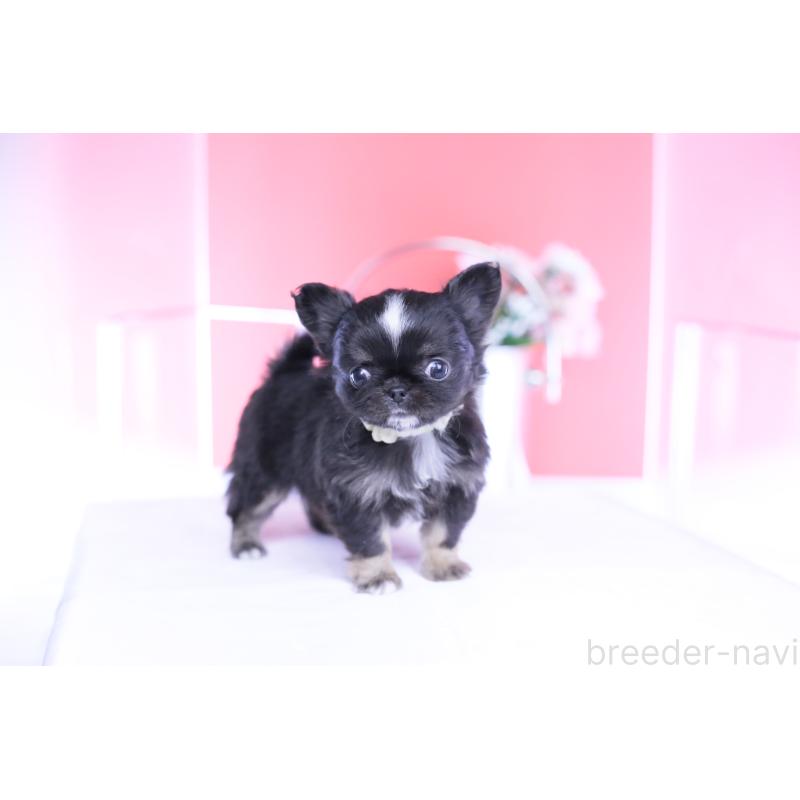 成約済の愛知県のチワワ(ロングコート)-444689の6枚目