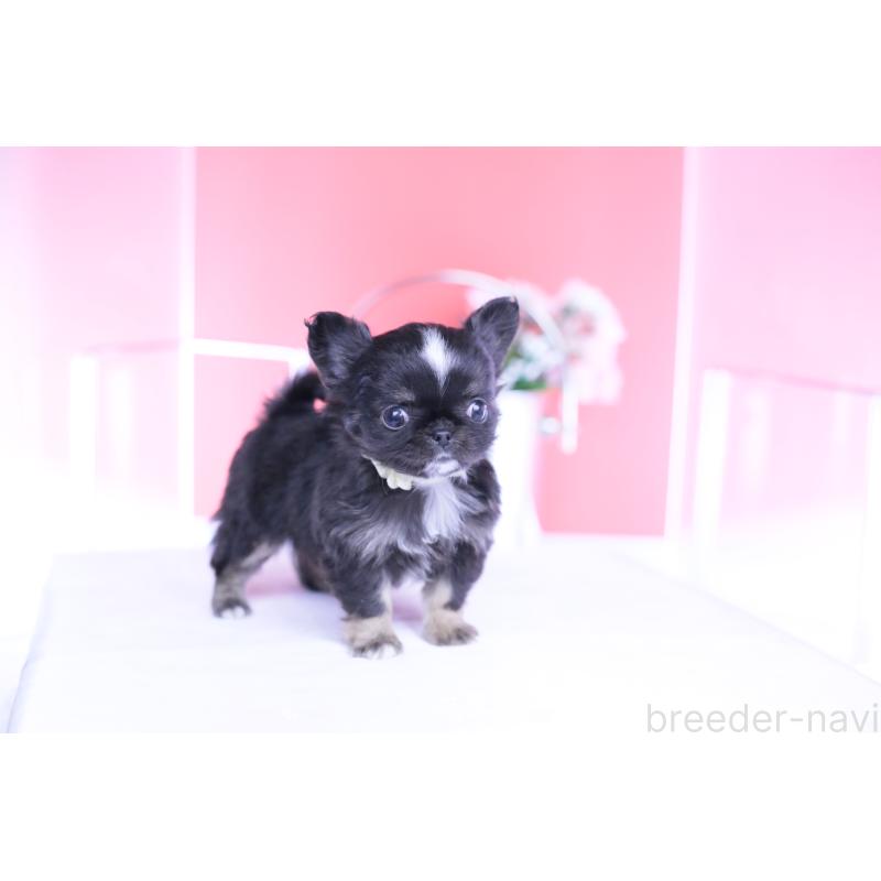 成約済の愛知県のチワワ(ロングコート)-444689の5枚目