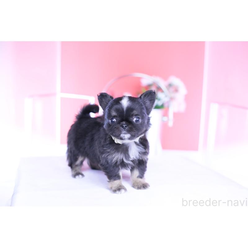 成約済の愛知県のチワワ(ロングコート)-444689の4枚目