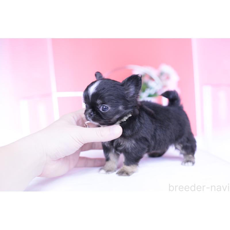 成約済の愛知県のチワワ(ロングコート)-444689の3枚目