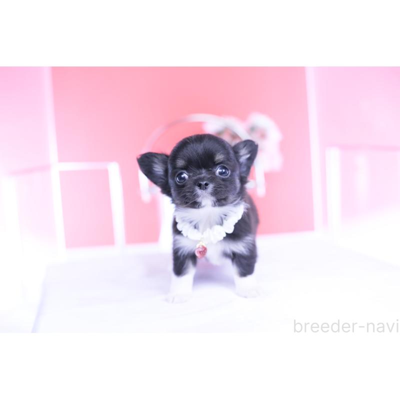 成約済の愛知県のチワワ(ロングコート)-443268の12枚目