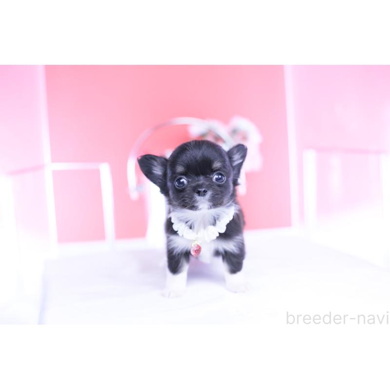 成約済の愛知県のチワワ(ロングコート)-443268の11枚目